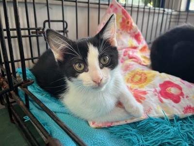 Humbug - Domestic Short Hair