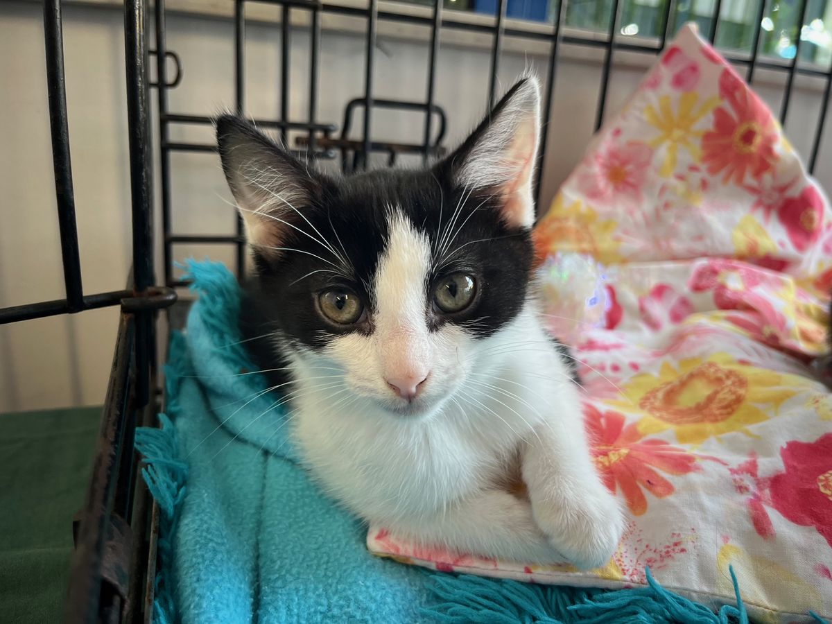 Gallery image: Humbug