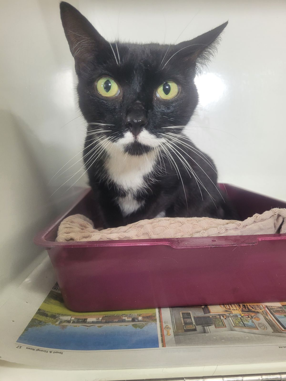 Gallery image: Peppermint