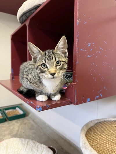 Alex - Domestic Short Hair