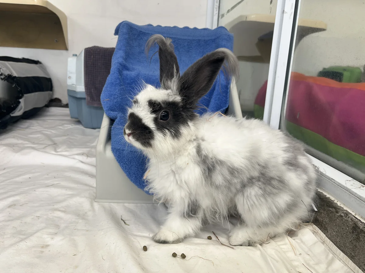 Gallery image: Hubert