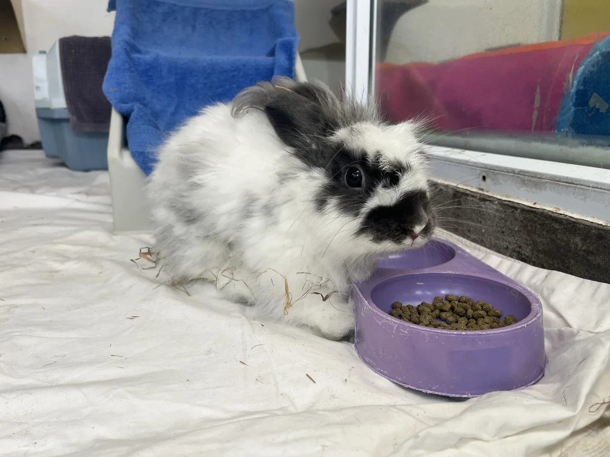 Gallery image: Hubert