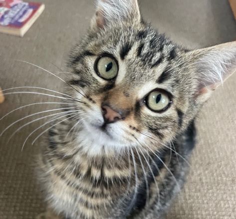 Gallery image: Daisy