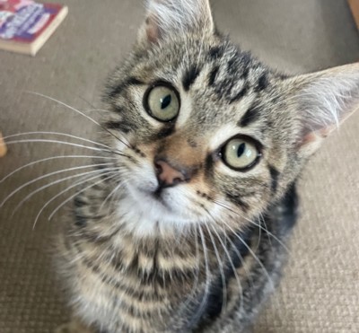 Daisy - Domestic Medium Hair