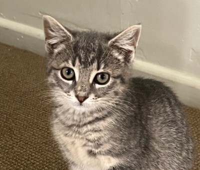 Luna - Domestic Medium Hair