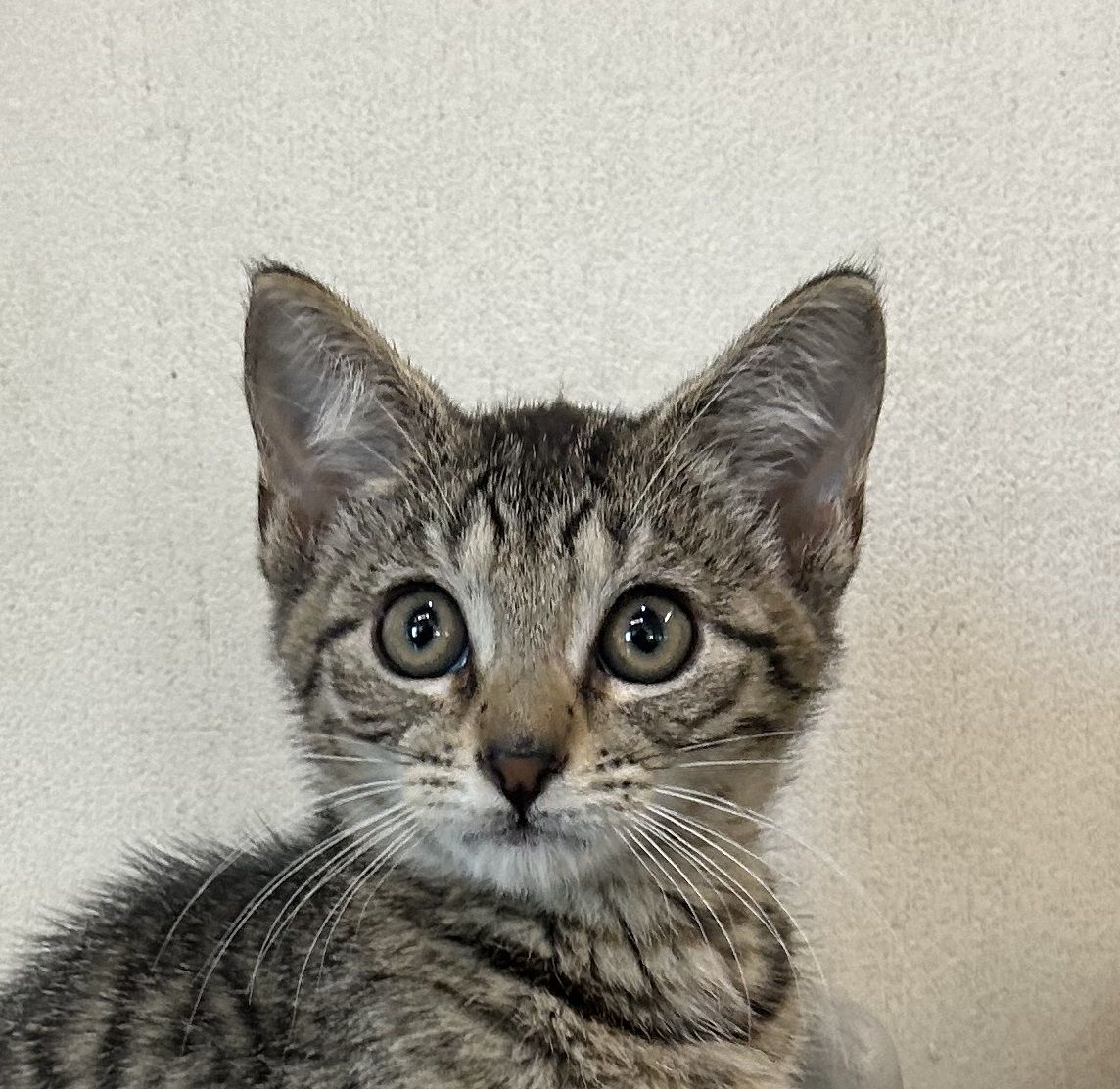 Gallery image: Bosco