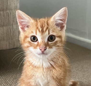 The Gingerbread Man  - Domestic Longhair