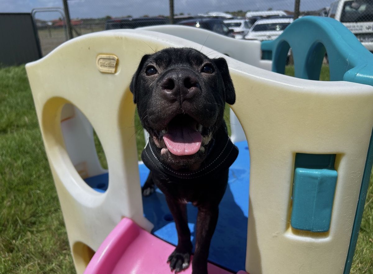 Gallery image: Cosmo