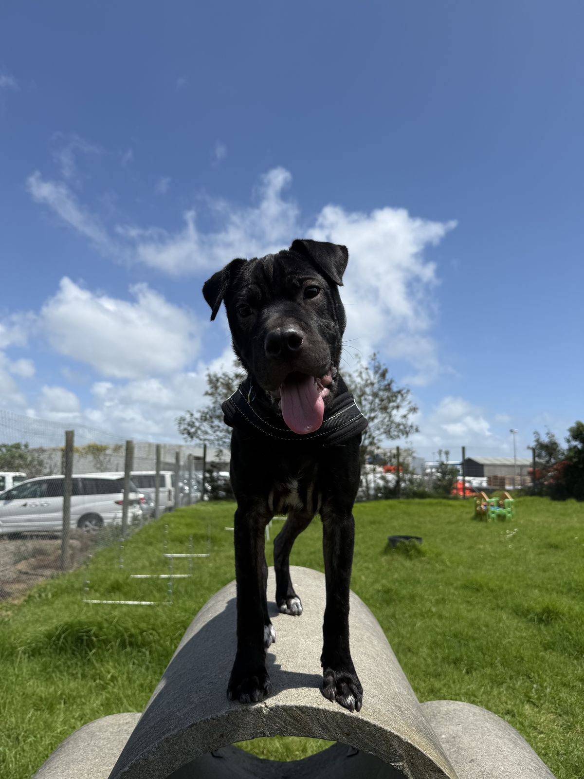 Gallery image: Cosmo