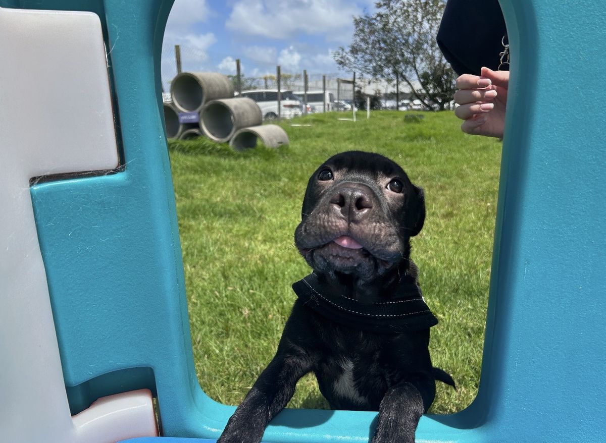 Gallery image: Cosmo