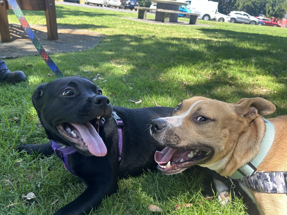 Gallery image: Charlotte