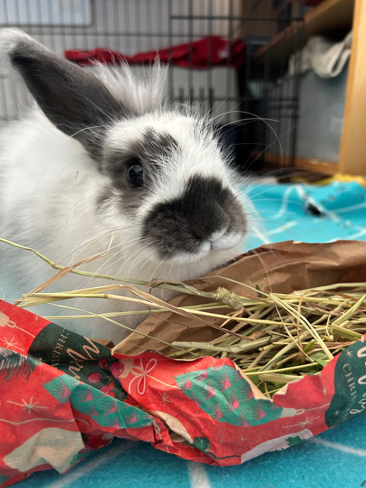 Gallery image: Hubert