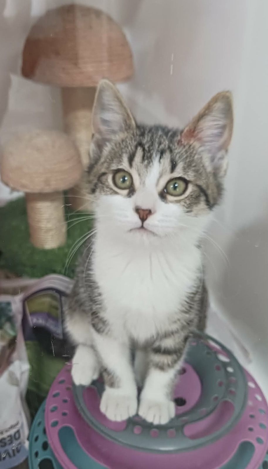 Gallery image: Saskia