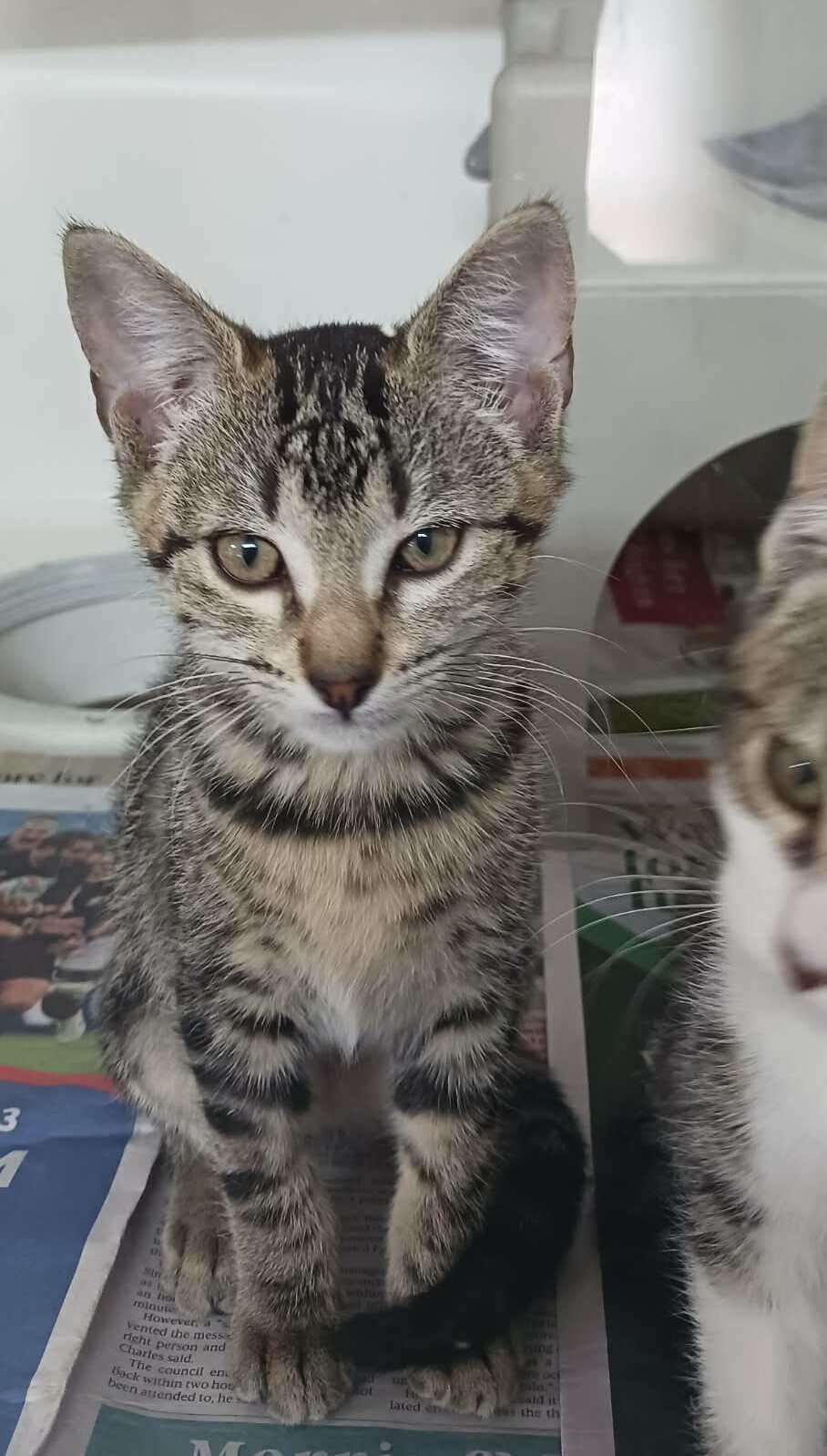 Gallery image: Sarah