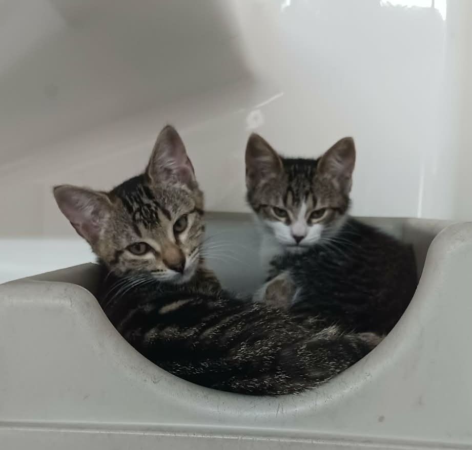 Gallery image: Sarah