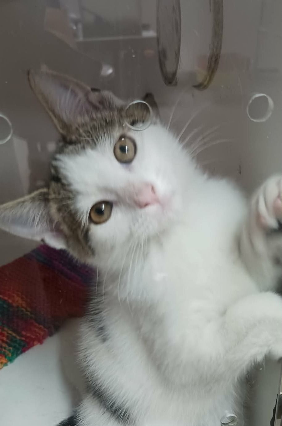 Gallery image: Rasher