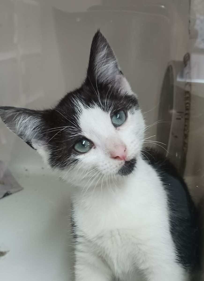 Gallery image: Monkey