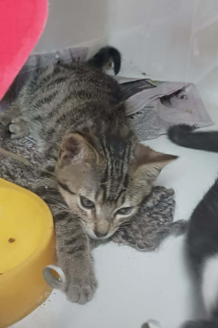 Gallery image: Mishka