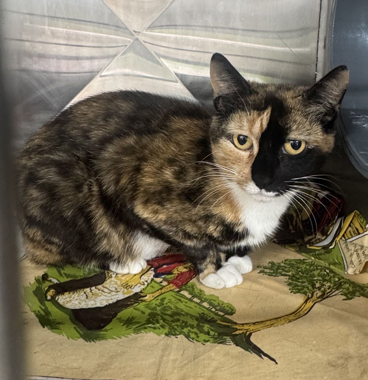 Gallery image: Shelby