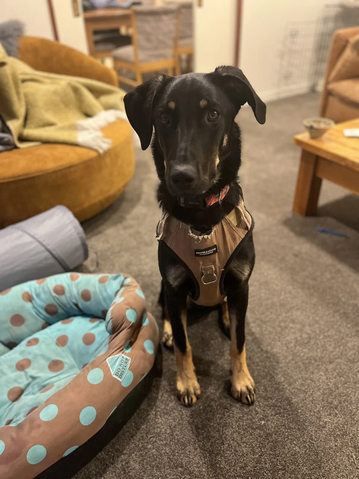 Gallery image: Tanggol