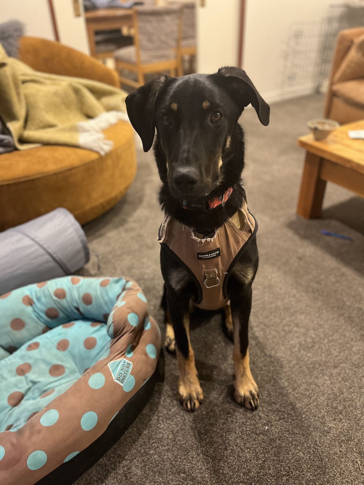 Gallery image: Tanggol