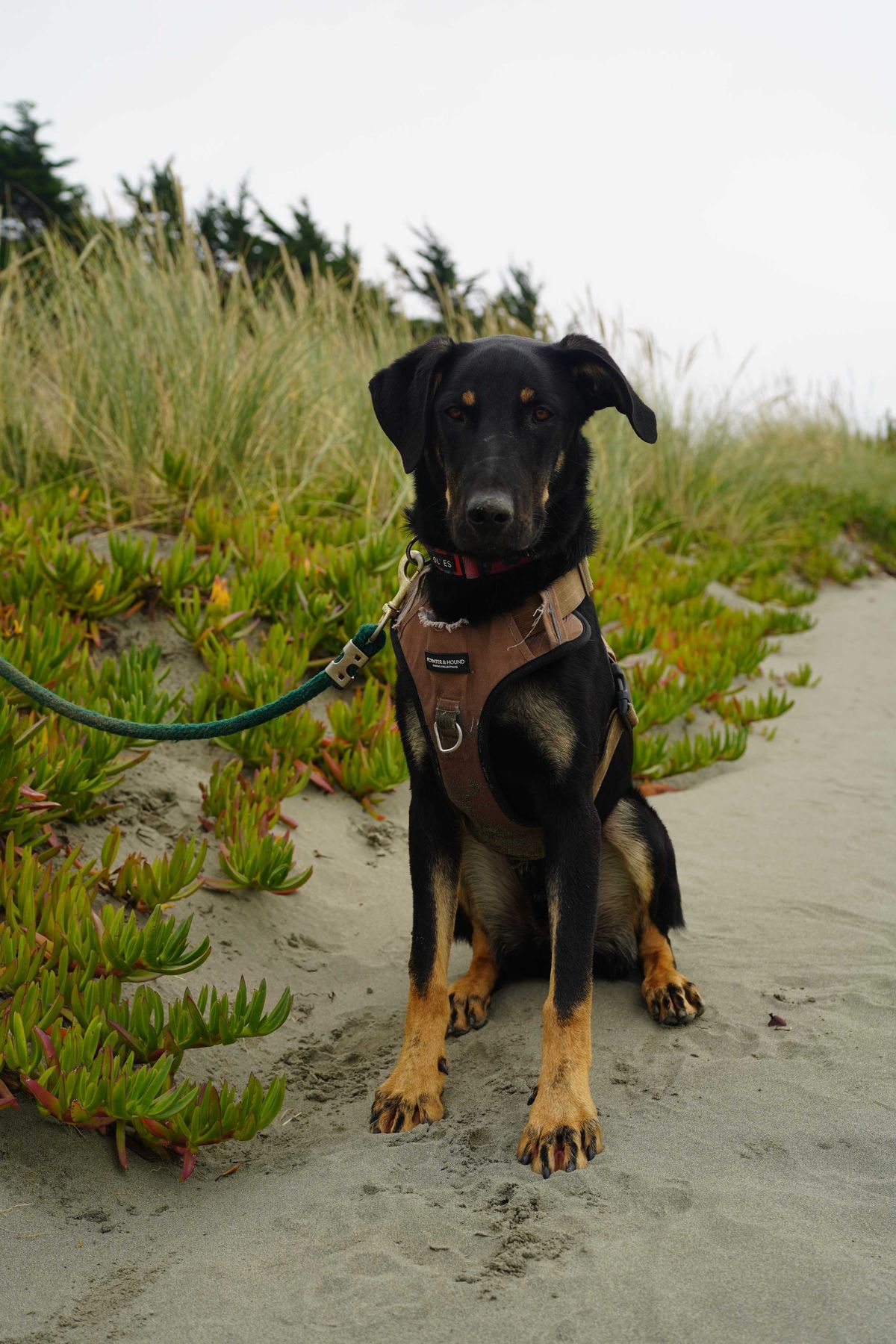 Gallery image: Tanggol