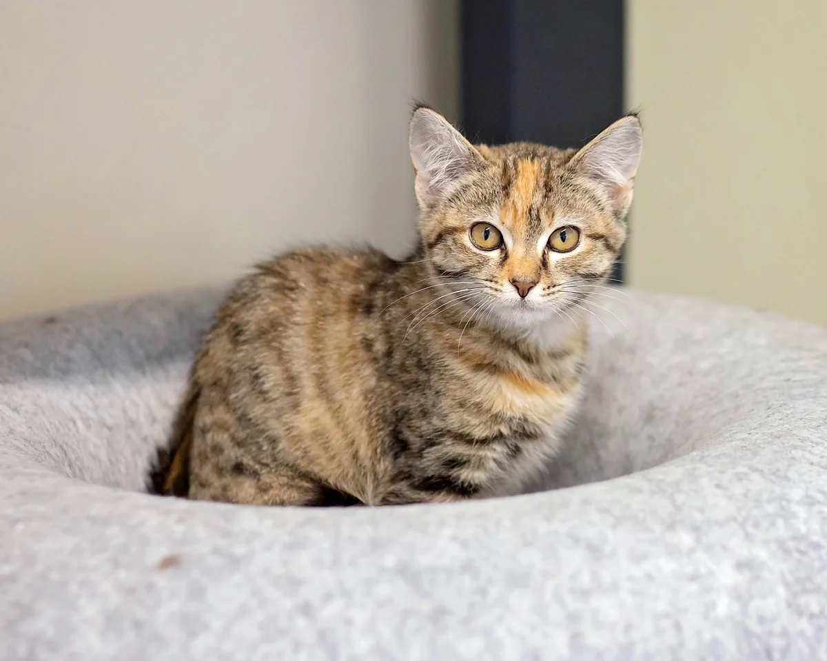 Gallery image: Buffy