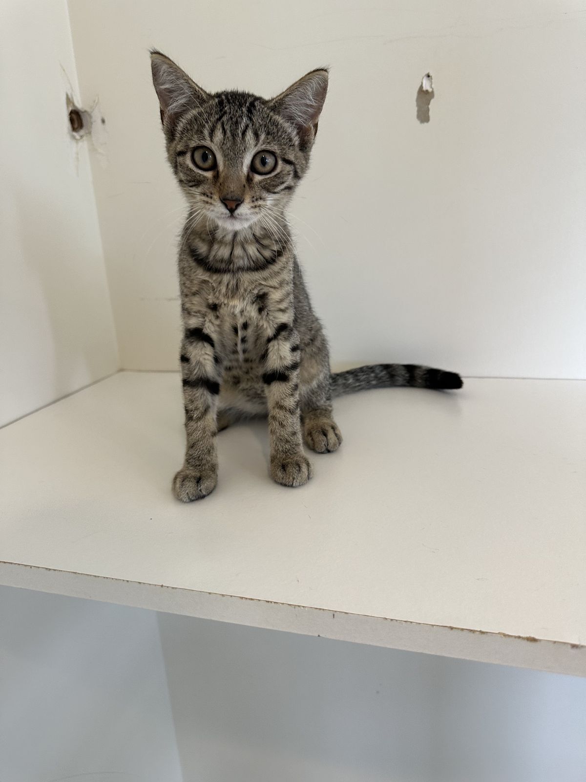 Gallery image: Bosco