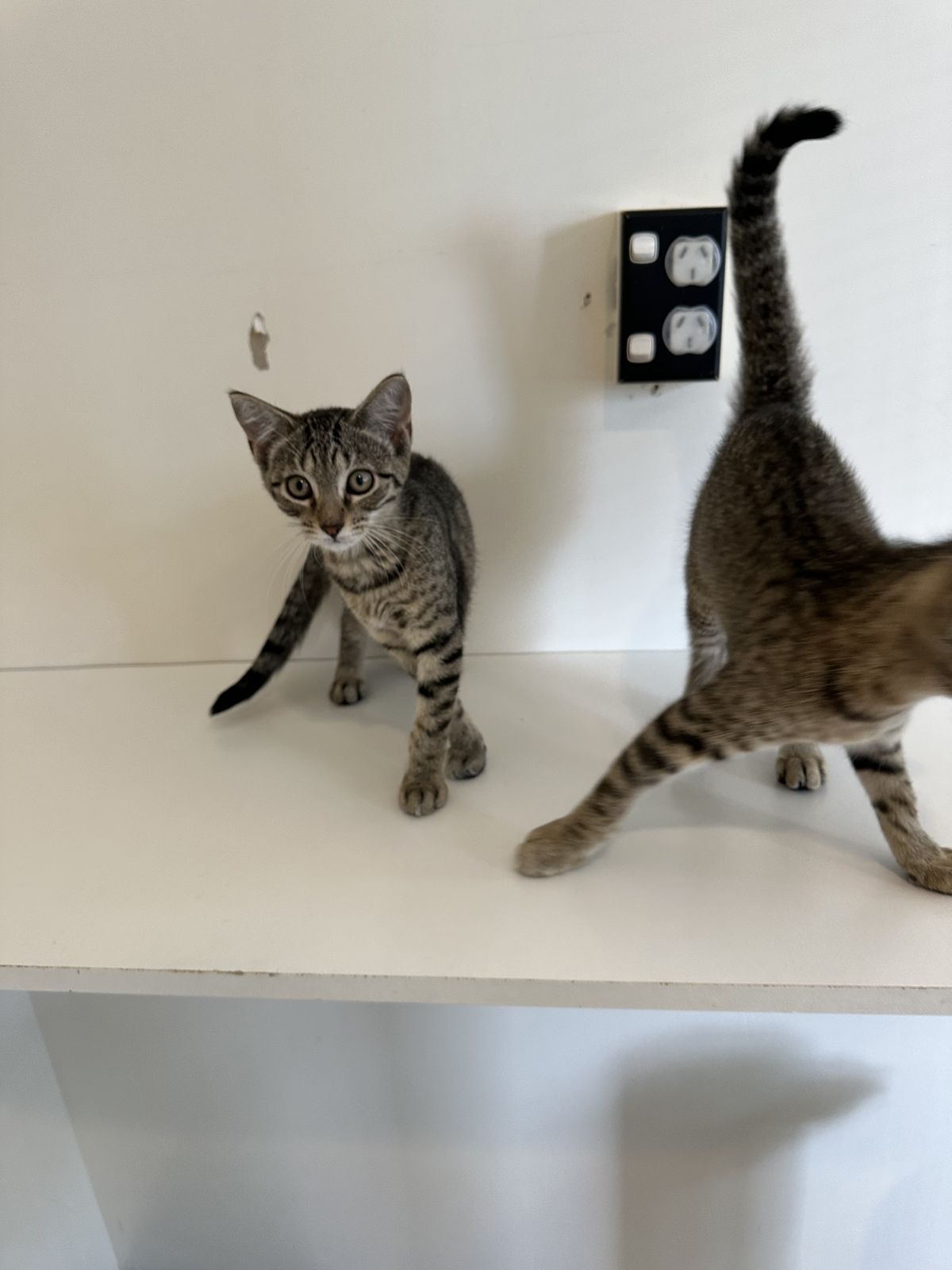 Gallery image: Bosco