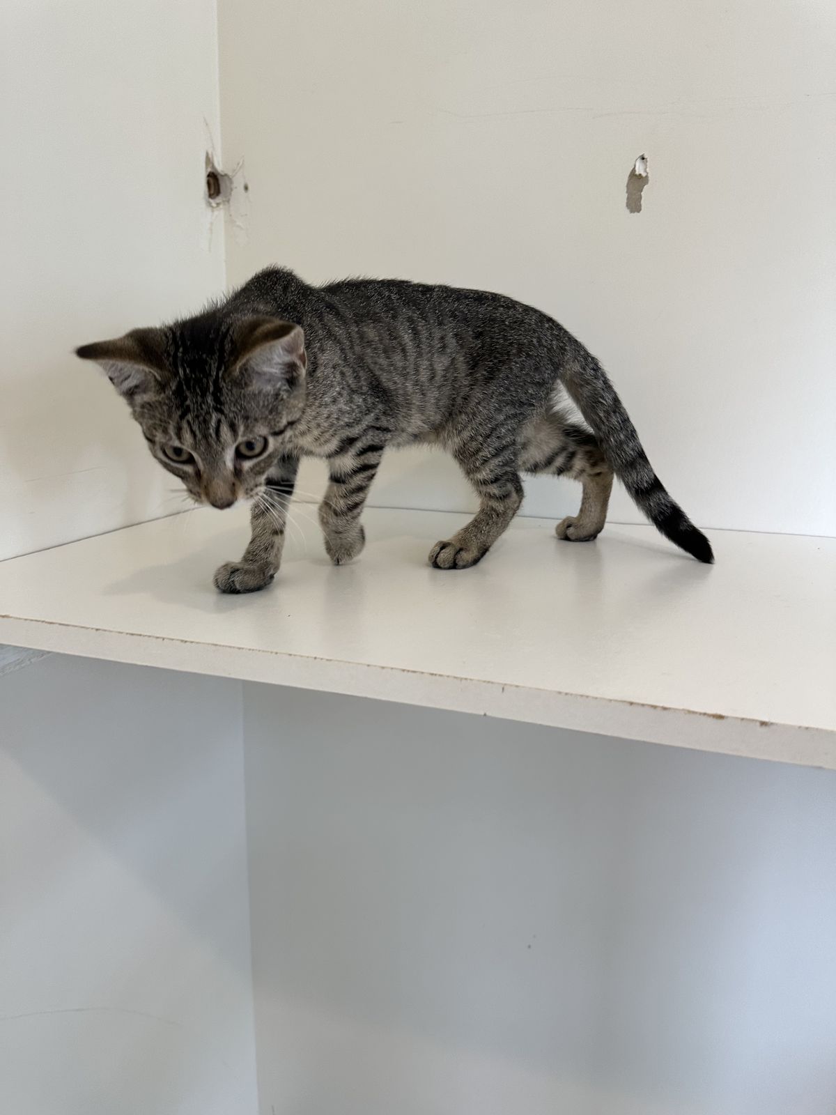 Gallery image: Bosco