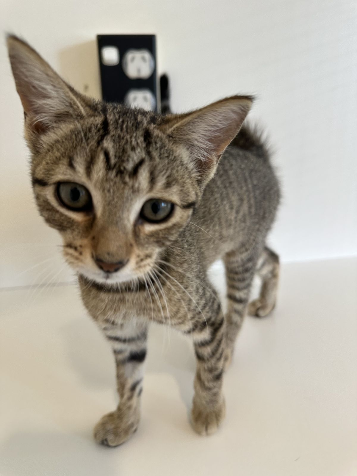 Gallery image: Bailey