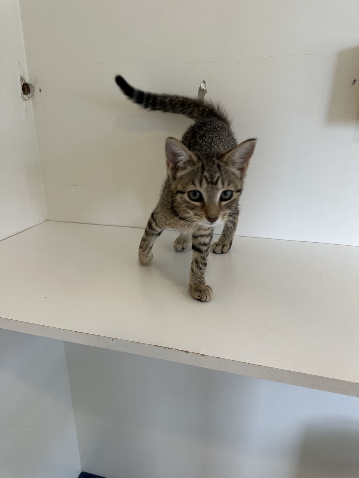 Gallery image: Bailey