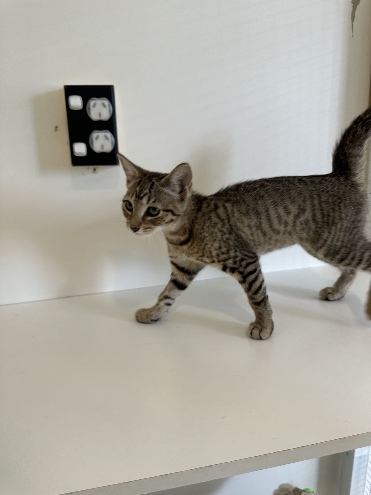 Gallery image: Bailey