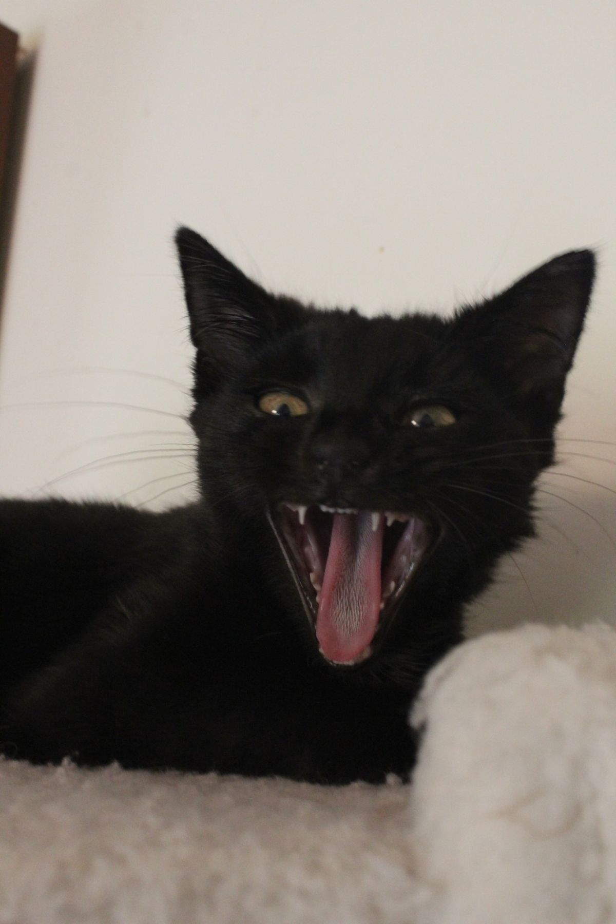 Gallery image: Beans