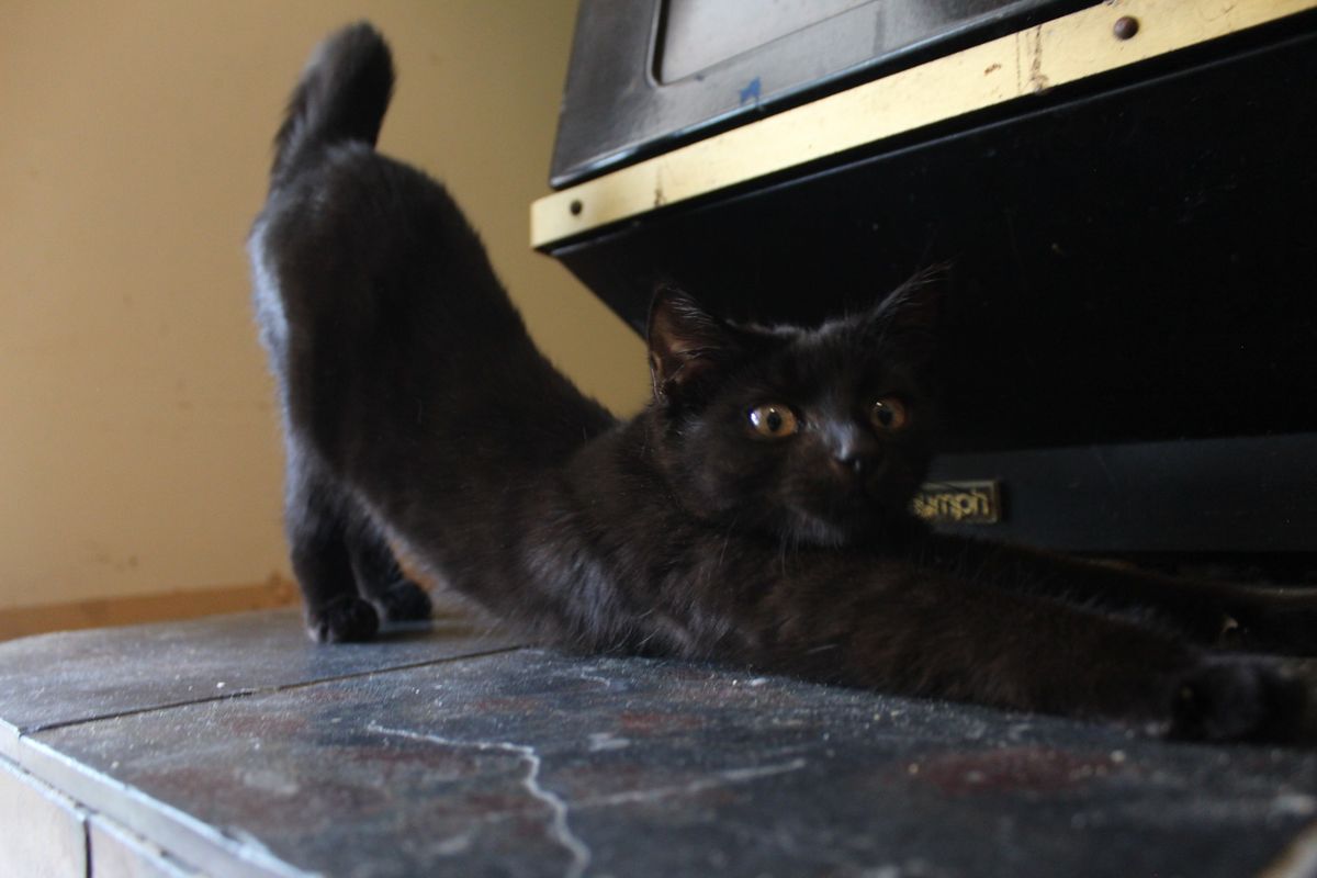 Gallery image: Beans