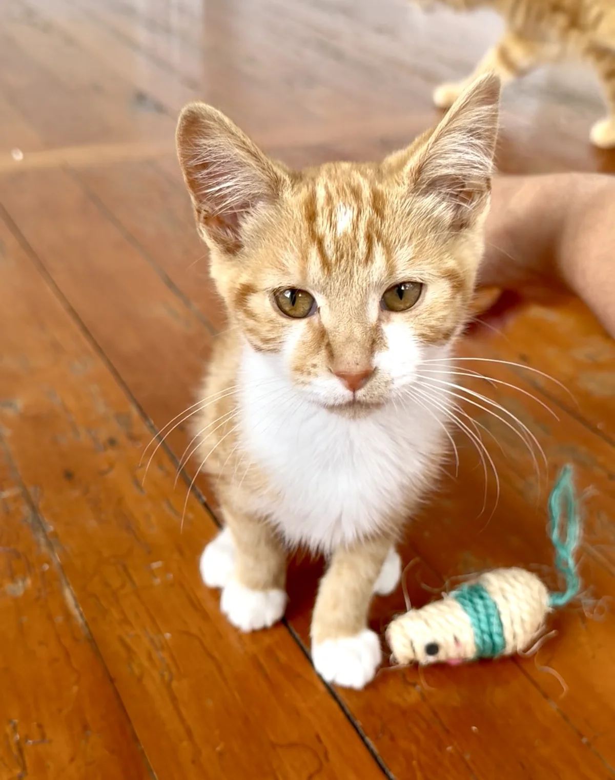 Gallery image: Max Mayfield