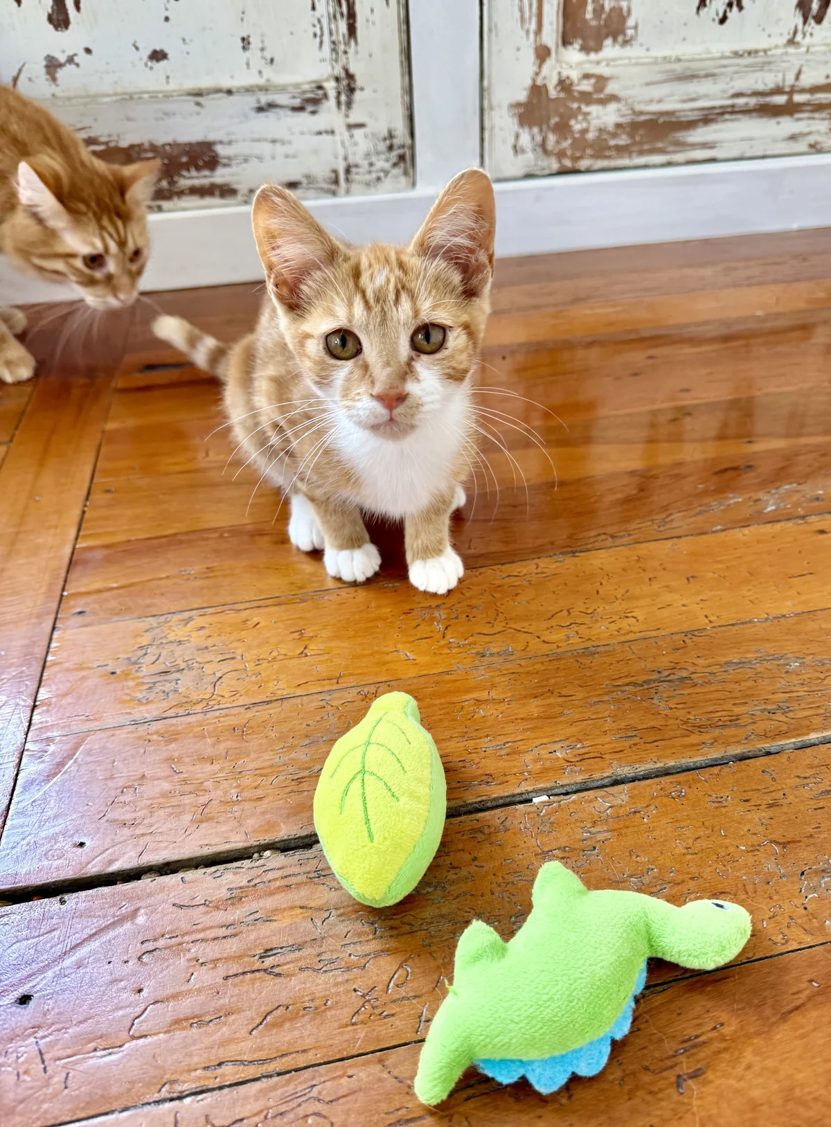 Gallery image: Max Mayfield