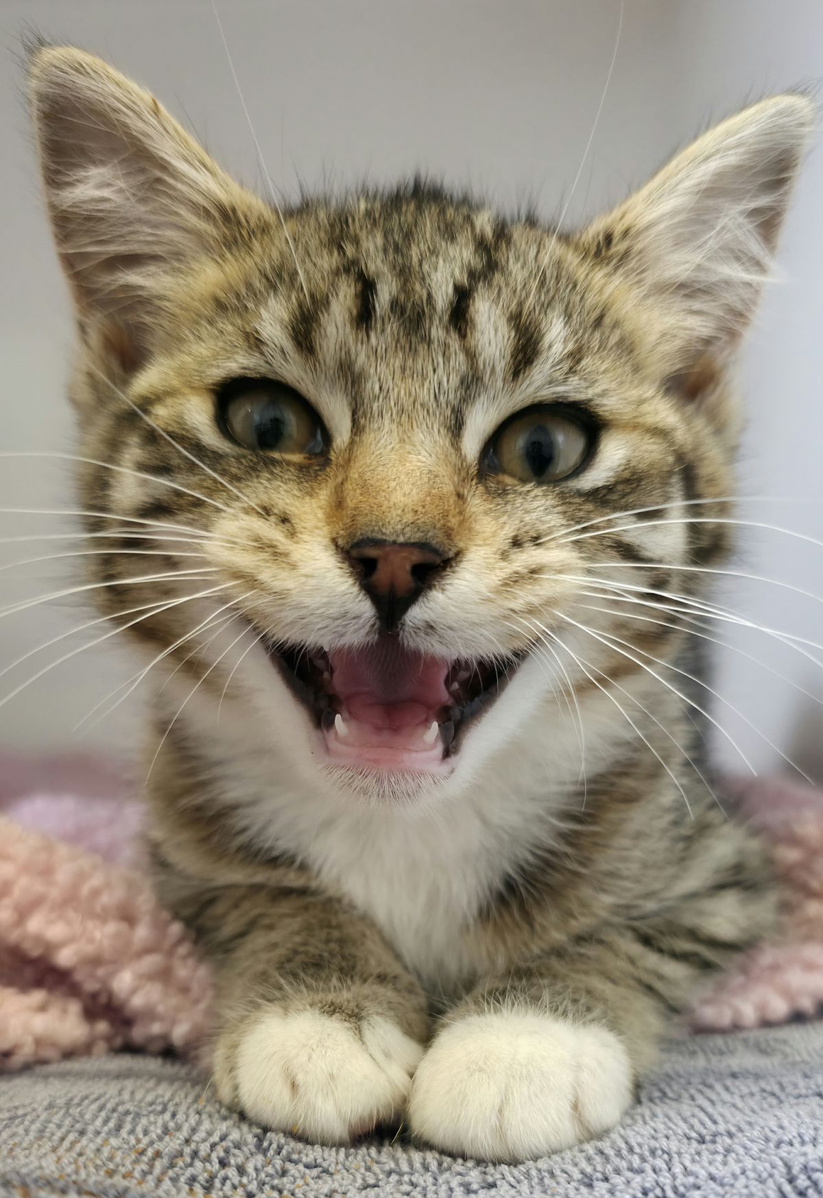 Gallery image: Poppy