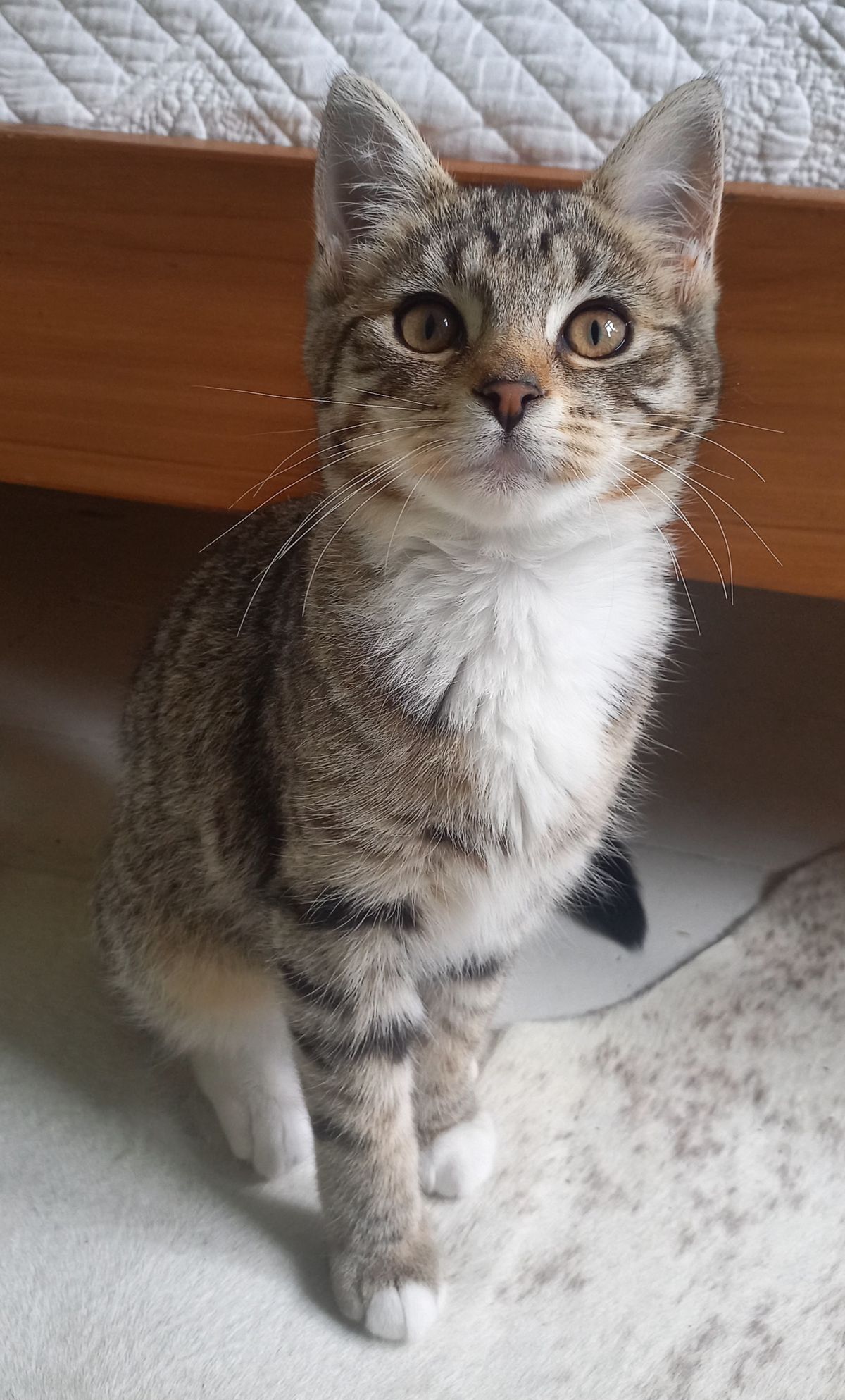 Gallery image: Poppy