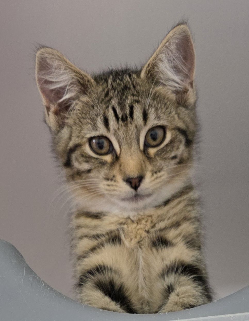 Gallery image: Honey