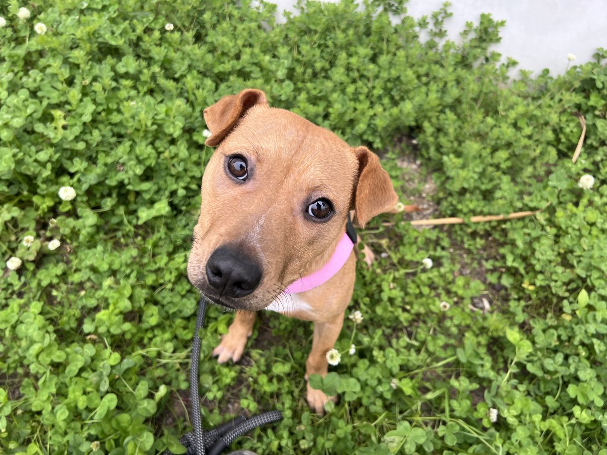 Gallery image: Cinnamon 