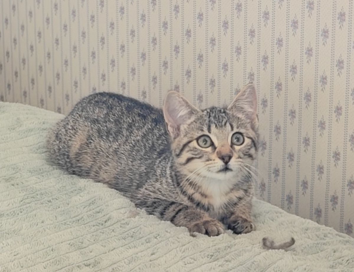 Gallery image: Muscat