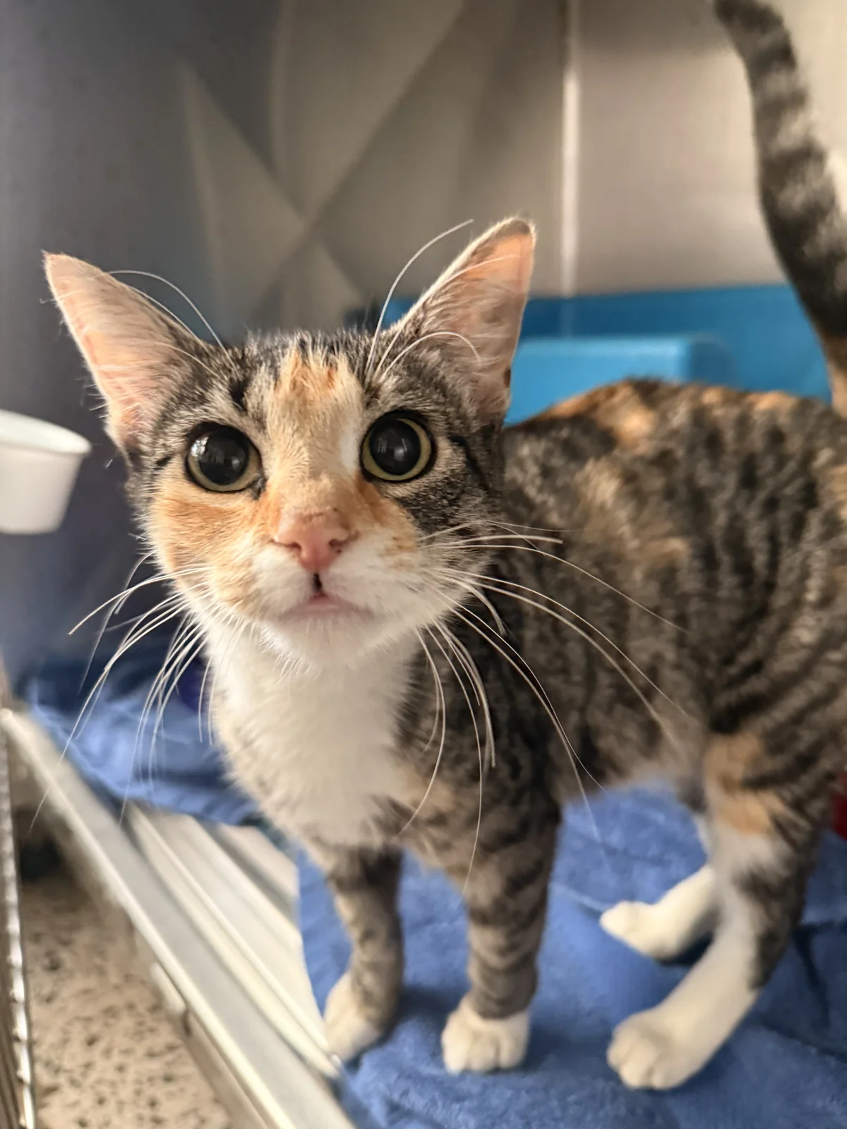 Gallery image: Tahlia