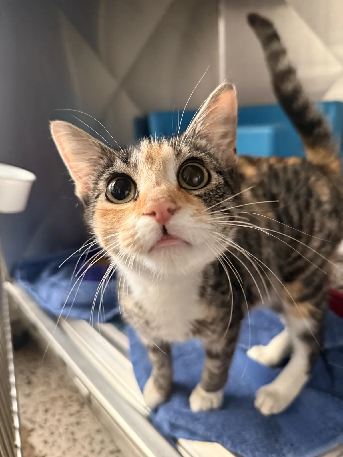 Gallery image: Tahlia