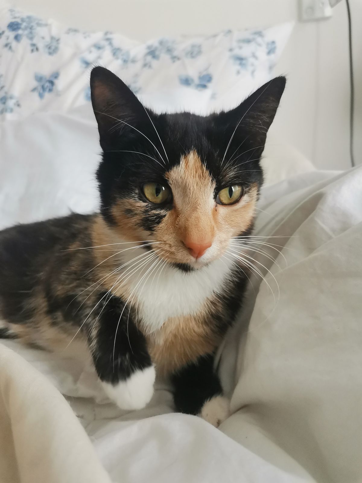 Gallery image: Frida 