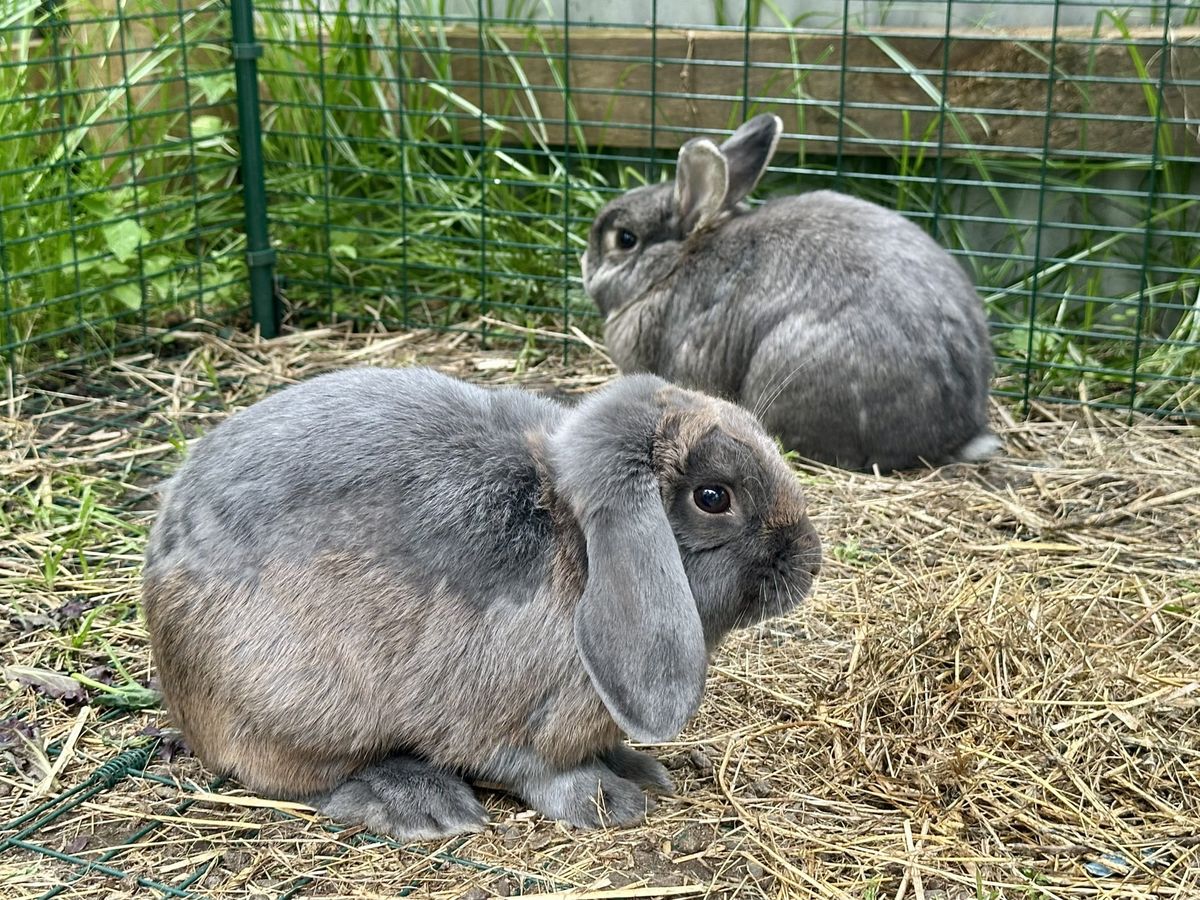 Gallery image: Lavender