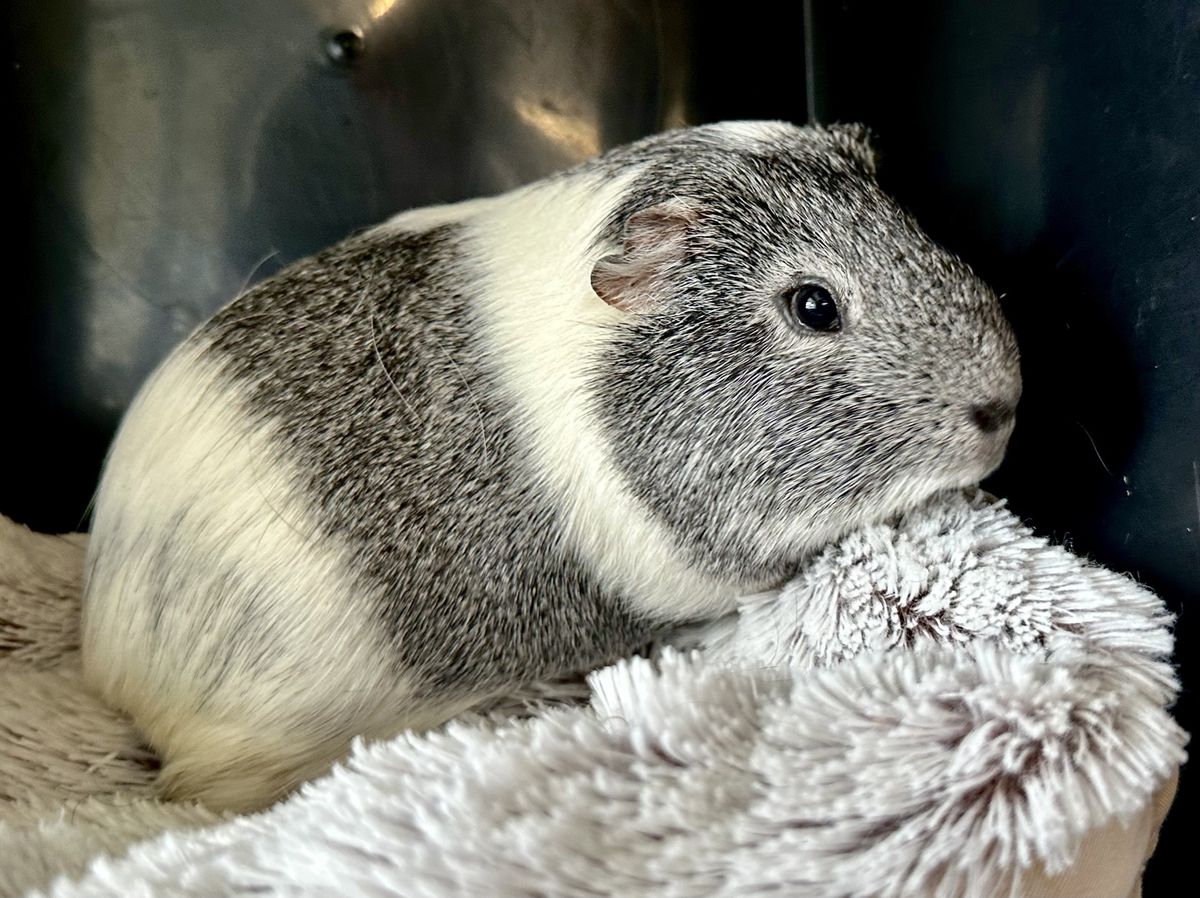 Gallery image: Spongebob 