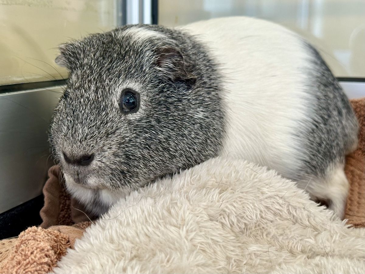 Gallery image: Spongebob 