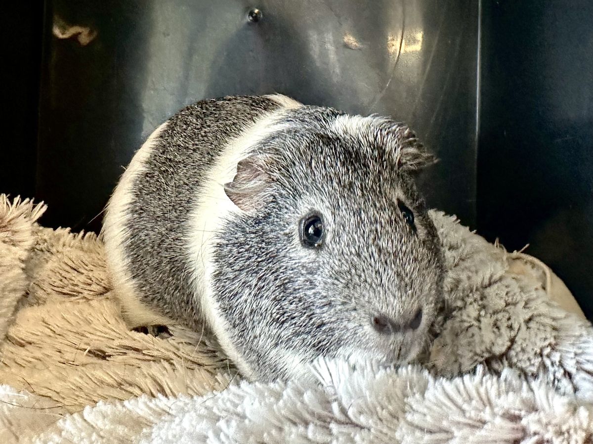 Gallery image: Spongebob 