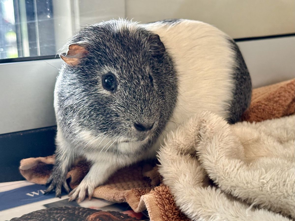 Gallery image: Spongebob 